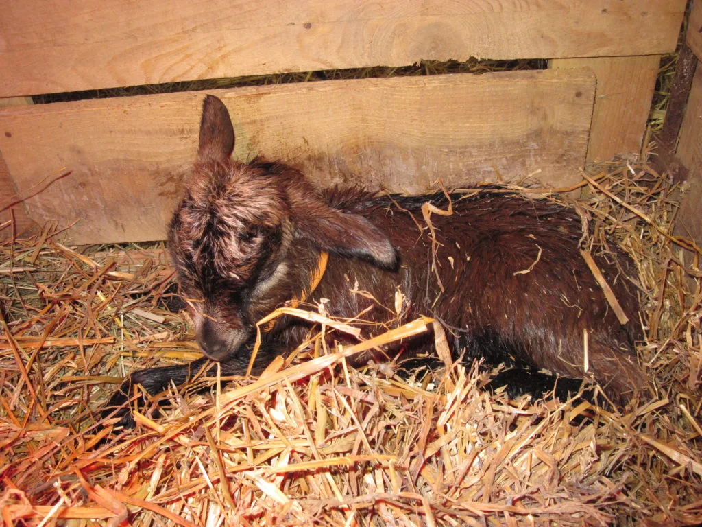 ferme 002