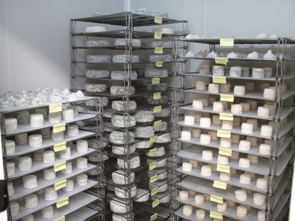 Les fromages en affinage dans le hâloir